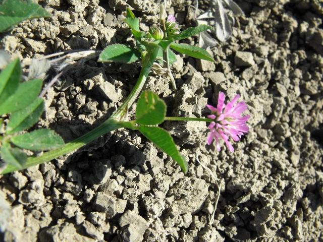 Trifolium resupinatum